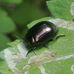 Chrysolina globosa Chrysolina globosa